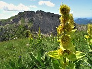 74Genziana gialla (Gentiana lutea) con vista verso lo Zucco Barbesino